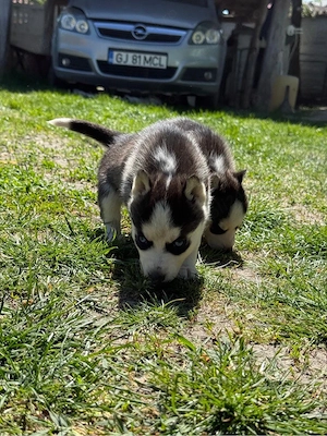 Vand catel husky  - imagine 3