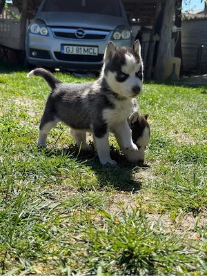 Vand catel husky  - imagine 2