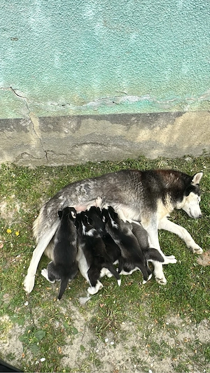 Vand catel husky  - imagine 4