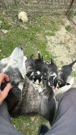 Vand catel husky  - imagine 5