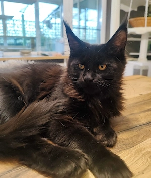 Pui Maine Coon disponibili 