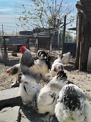 Ouă de găini Brahma - imagine 4