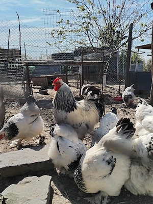 Ouă de găini Brahma - imagine 2