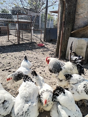 Ouă de găini Brahma - imagine 3