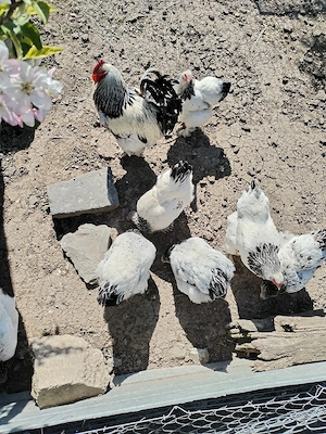 Ouă de găini Brahma - imagine 5