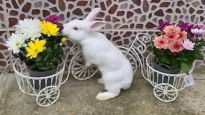 Iepuri de vânzare ! 