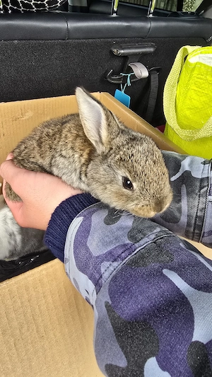 Iepuri de vânzare !  - imagine 5