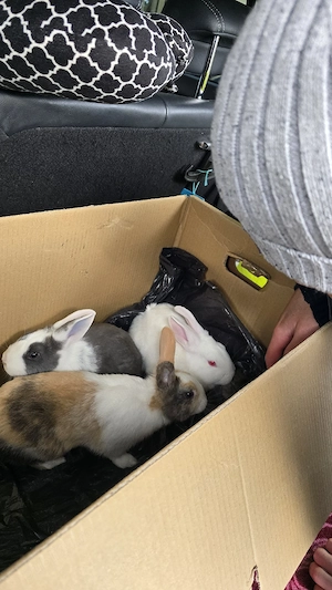 Iepuri de vânzare !  - imagine 3