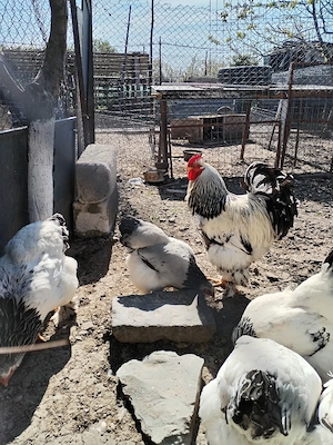 Ouă de găini Brahma