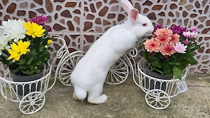 Iepuri de vânzare !  - imagine 2