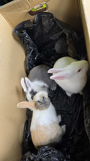 Iepuri de vânzare !  - imagine 4