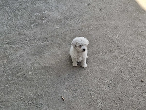 De vânzare bichon maltez 