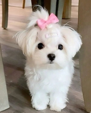 Bichon maltez fetițe