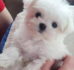 Bichon maltez  800 lei - imagine 3