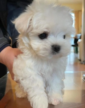 Bichon maltez fetițe 