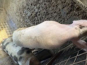 Porci,rasă de carne - imagine 3