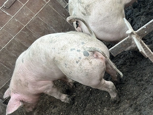 Porci,rasă de carne - imagine 5