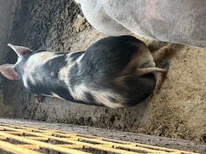 Porci,rasă de carne