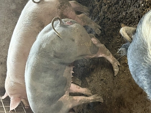 Porci,rasă de carne - imagine 2