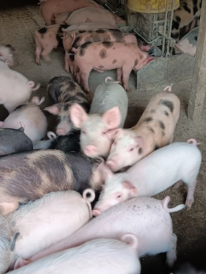 Purcei De Vânzare 15-30 kg  - imagine 4