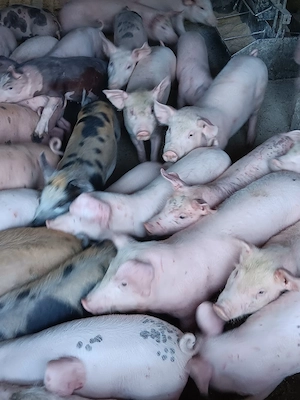 Purcei De Vânzare 15-30 kg  - imagine 2