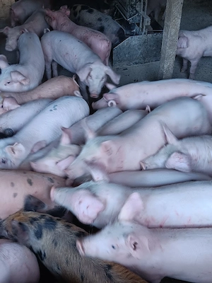 Purcei De Vânzare 15-30 kg  - imagine 3