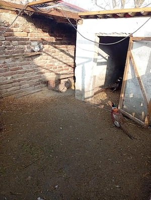 Fazani comuni de vânzare  - imagine 2