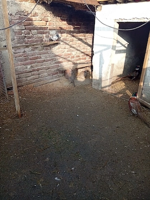 Fazani comuni de vânzare 