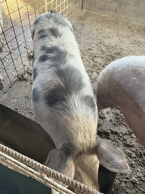 Porci,rasă de carne - imagine 4