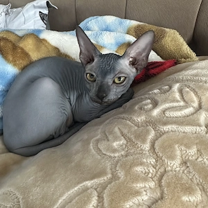 Pisicuta sfinx , varsta 4 luni, vaccinata si deparazitata