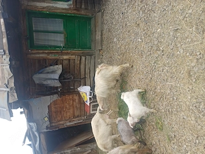 capră cu iezii  - imagine 2