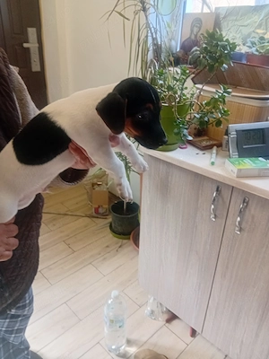 Jack Russell jack rusel terier tricolor ,puri Italia - imagine 4