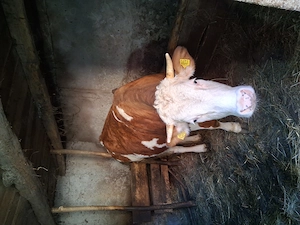 Vand baltata romaneasca - imagine 3