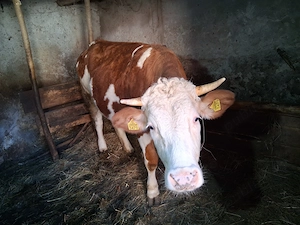 Vand baltata romaneasca - imagine 2