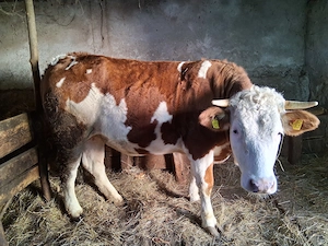 Vand baltata romaneasca