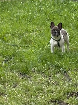 Bulldog Francez 6 luni - imagine 2