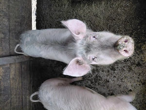 De vinzare scroafe - imagine 4