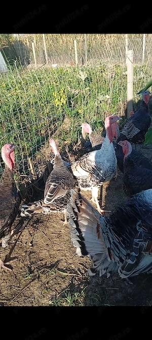 Ouă de curcă pentru incubat 