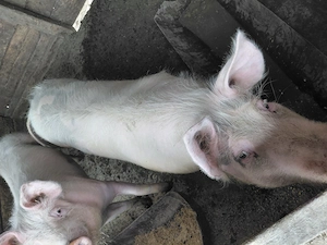 De vinzare scroafe - imagine 6