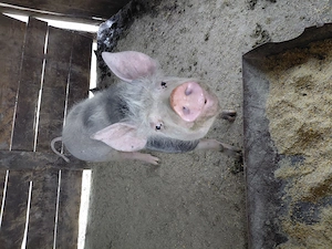 De vinzare scroafe - imagine 7