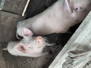 De vinzare scroafe - imagine 3