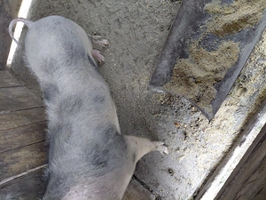 De vinzare scroafe - imagine 2