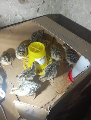 Pui de curcă de trei săptămâni, 