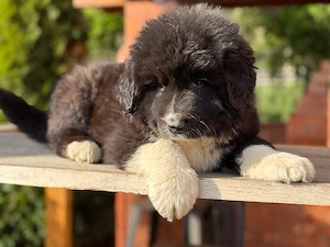 ciobanesc de bucovina - imagine 5