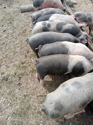 Purcei de vânzare! - imagine 3