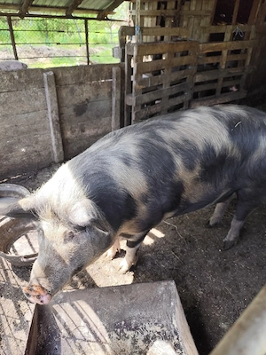 Porci de vânzare 