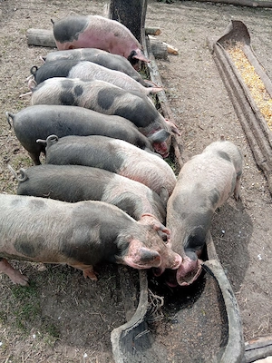 Purcei de vânzare! - imagine 4