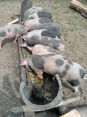 Purcei de vânzare! - imagine 2