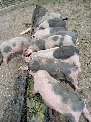 Purcei de vânzare! - imagine 5