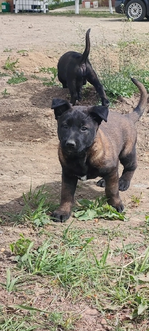 Căței Belgian Malinois 